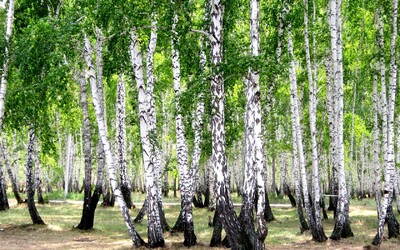 Более 1,5 тыс. деревьев и кустарников высадили при реконструкции набережной Марка Шагала