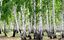 Более 1,5 тыс. деревьев и кустарников высадили при реконструкции набережной Марка Шагала