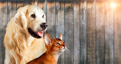 Зоогостиница для собак и кошек откроется в Новой Москве